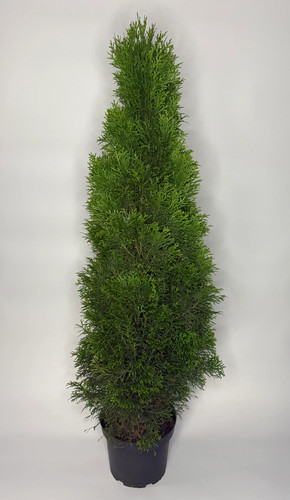 200x thuja smaragd - thuja, 50-60cm