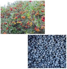 Samen Sparset Erdbeerbaum und