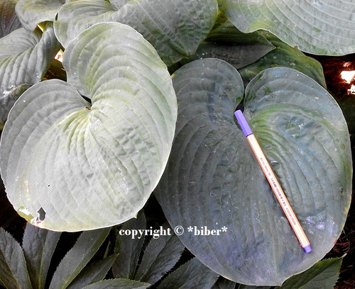Hosta elegans funkie - gr.,