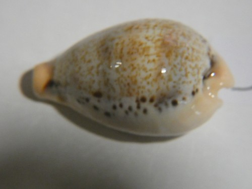Meeresschnecke sammlerschnecke - meeresschnecke,