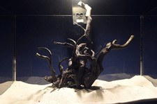 Schwarze Moorwurzel *25cm* /