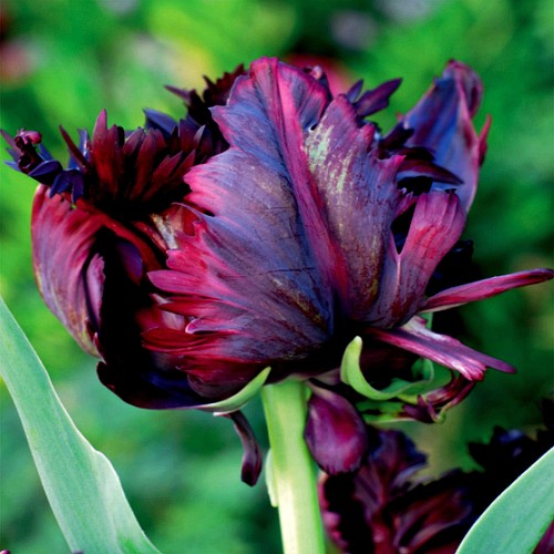 Tulpen blumenzwiebeln zwiebeln - blumenzwiebeln,