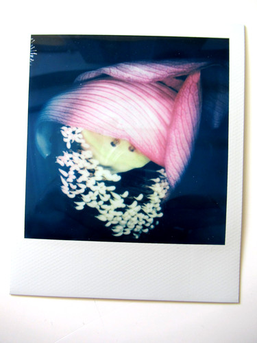 Araki original polaroid - n.,