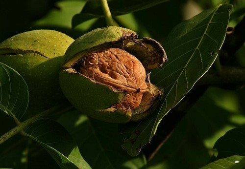 Echter walnussbaum juglans - walnussbaum, -juglans