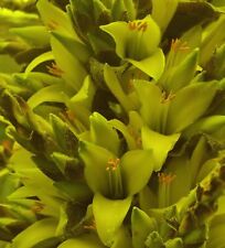 SAMEN Bromelie gelb -