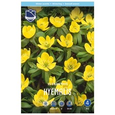 Lefeber Blumenzwiebeln Winterling Eranthis Hyemalis (15 Stück)