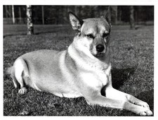 Vintage Tierfoto 1940er |