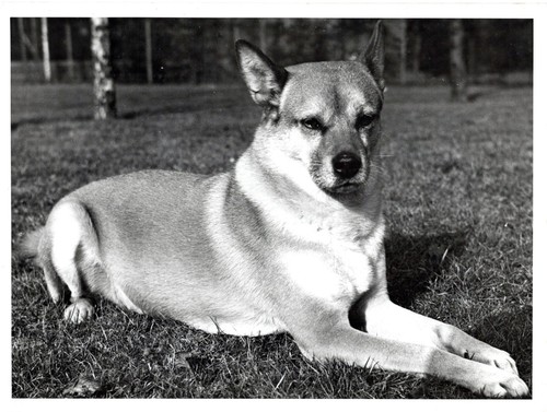 Vintage tierfoto 1940er - tierfoto, |