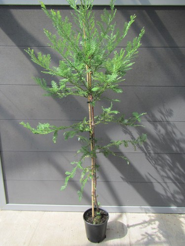 Sequoia sempervirens - ,