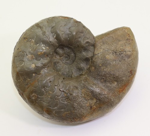 Ceratit ceratites - ceratit,,
