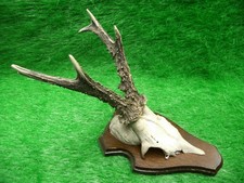 schöner 6er Rehbock Rehgeweih