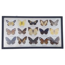 12 Schmetterlinge im Rahmen Sammlung Deko Insects & Butterflies 