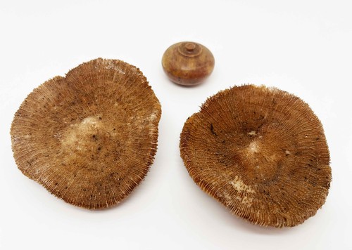 Muschel fossil tonartig - fossil,