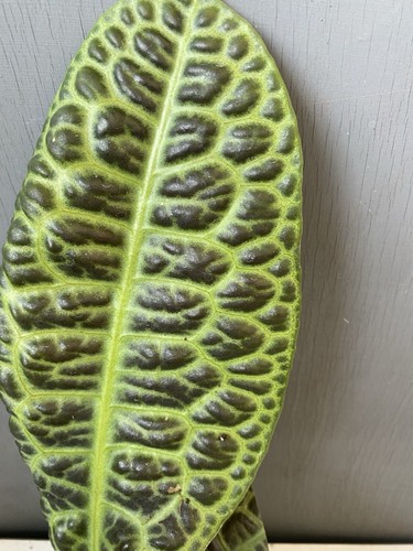 Labisia obtusifolia - , no