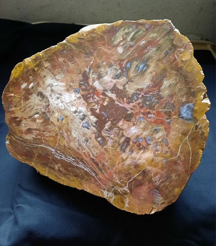Versteinertes holz kieswerk - versteinertes,
