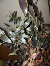 Tradescantia gibasis jose - ",
