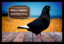 Fußmatte Taube Kölner Tümmler weißschlag schwarz F2535