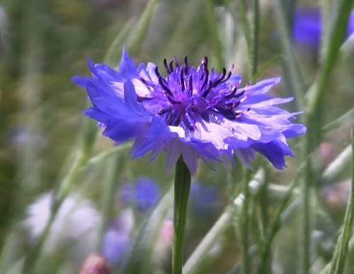 Min 100 samen - blaue, kornblume