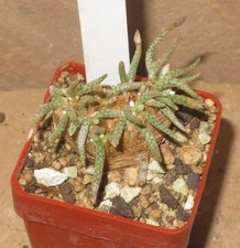 Avonia quinaria EB-OT627-T4