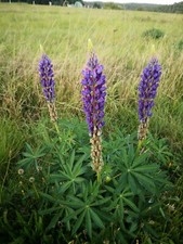 300 Samen Wild Lupine Lupinus perennis Wildblume Blumenwiese Bienen Stauden 
