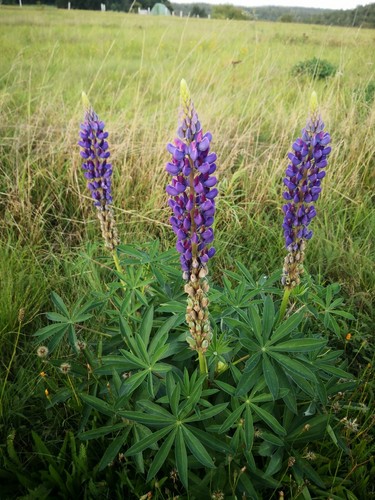 300 samen wild lupine - wild, lupinus