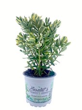 Hebe ×andersonii „Classica“, Strauchveronika