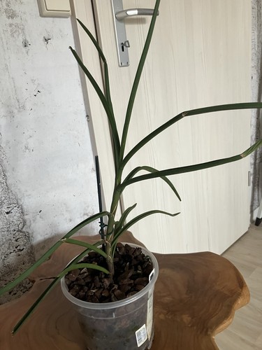 Renanthera bella wangii - renanthera,
