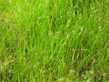 Nadelsimse, Elocharis acicularis Teichpflanzen Teichpflanze Sumpfpflanze