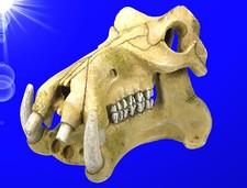 Aquarium Deko 🐟 FLUSSPFERD SCHÄDEL HÖHLE 🐟 Skull Totenkopf Zubehör Skelett