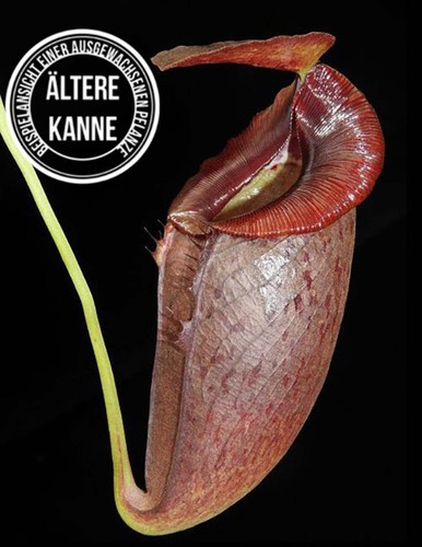 Nepenthes spathulata tenuis - spathulata, x