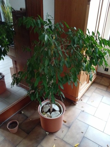 Ficus benjamini höhe - ficus,