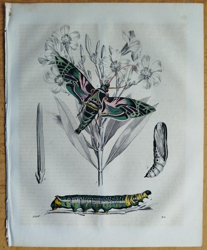 Schmetterling falter - schmetterling,