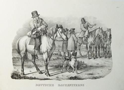 Deutsche bauern pferde - deutsche, bauern-pferde