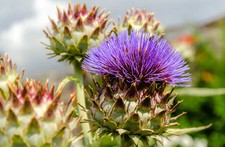 Samen mariendistel silybum - samen,