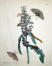 Radierung,  Falter, Maria Sibylla Merian, 1683, Raupen-Buch, N 1342, Ampfer