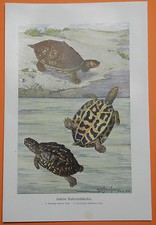 Indische Wasserschildkröten Schildkröte Indien  Farbdruck 1912