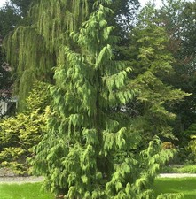 Mähnenzypresse 100-125cm -