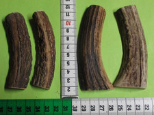 Hirschhorn   Mittelstücke