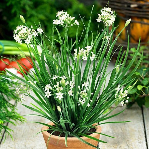 Pflanzen schnittknoblauch - 3,