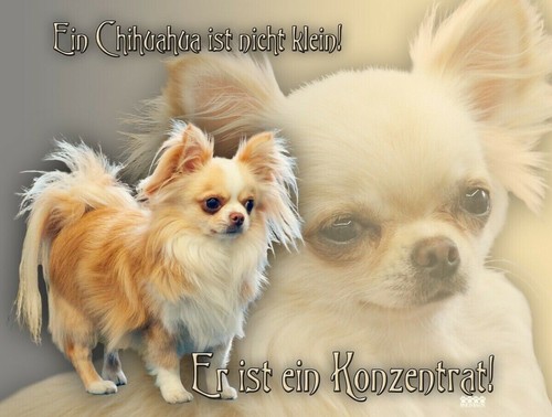 Chihuahua hundewarnschild - chihuahua,