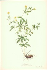 Blutwurz - Potentilla