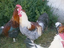 10 keine Bruteier Sulmtaler