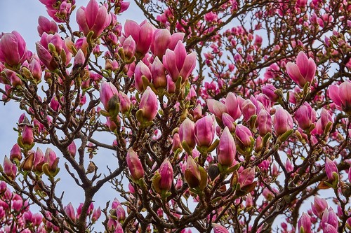 Magnolie stecklinge rot - magnolie,