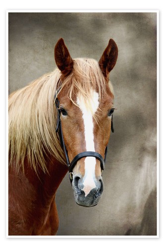 Poster pferde - poster,