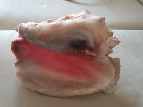 Muschel meeresmuschel groß - muschel,