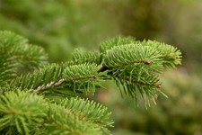 Abies nordmanniana, Nordmanntanne, 80–100 cm