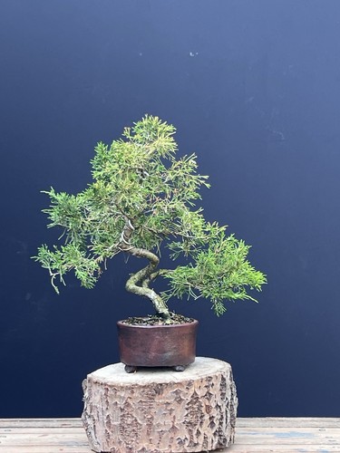 Wacholder bonsai - wacholder,