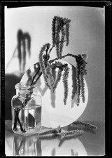 still life w "WeidenKatzchen"