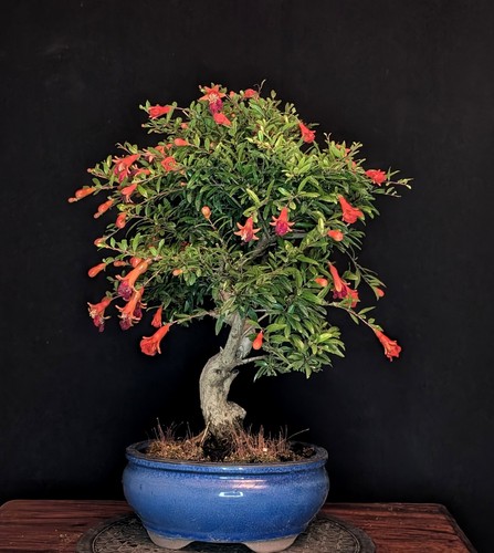 Bonsai granatapfel punica - granatapfel,