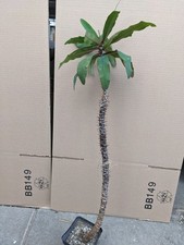 Euphorbia spec., kakteen sukkulenten kaktus